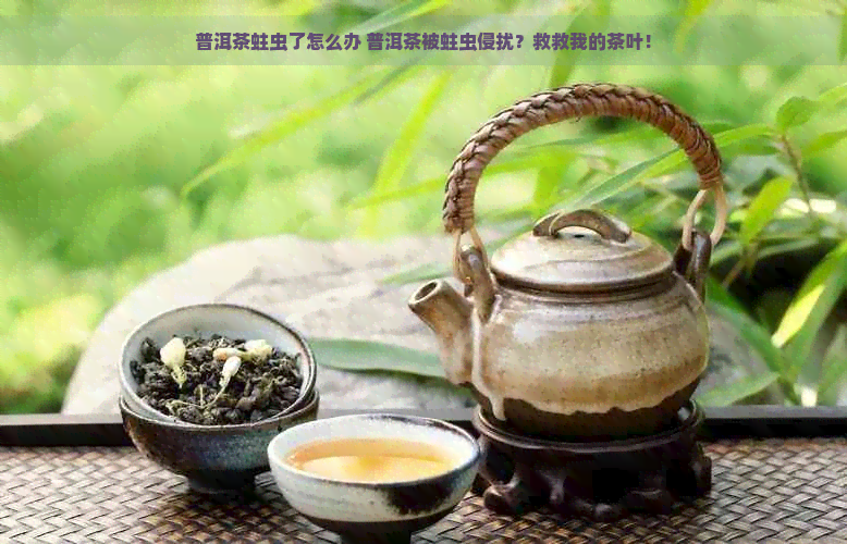 普洱茶蛀虫了怎么办 普洱茶被蛀虫侵扰？救救我的茶叶！