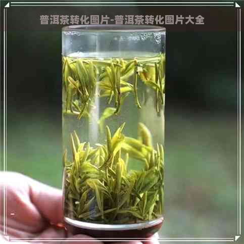 普洱茶转化图片-普洱茶转化图片大全