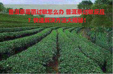 普洱茶霉菌过敏怎么办 普洱茶过敏反应？快速解决方法大揭秘！