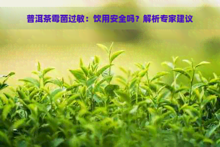 普洱茶霉菌过敏：饮用安全吗？解析专家建议