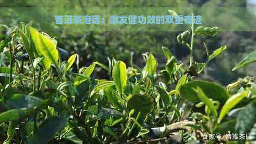 普洱茶泡话：激发健功效的双重奇迹