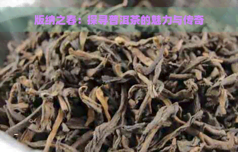 版纳之春：探寻普洱茶的魅力与传奇