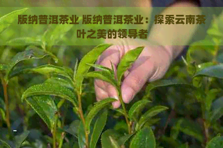 版纳普洱茶业 版纳普洱茶业：探索云南茶叶之美的领导者