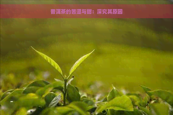 普洱茶的苦涩与甜：深究其原因