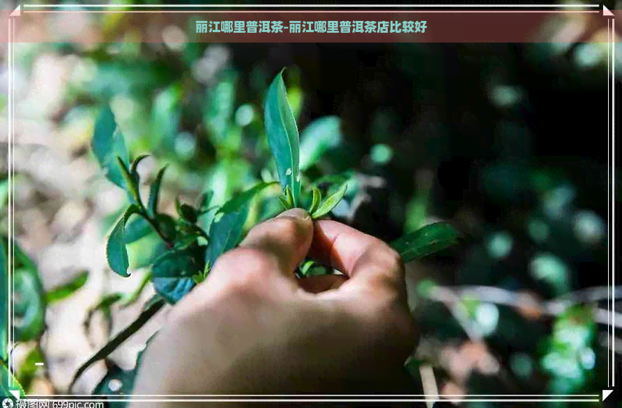 丽江哪里普洱茶-丽江哪里普洱茶店比较好