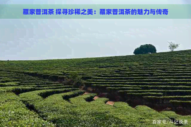 藏家普洱茶 探寻珍稀之美：藏家普洱茶的魅力与传奇