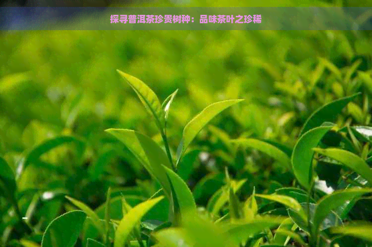 探寻普洱茶珍贵树种：品味茶叶之珍稀