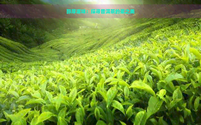 醇厚滋味：探寻普洱茶的柔之美