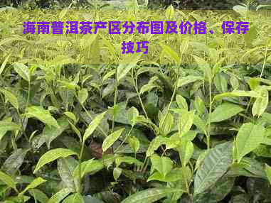 海南普洱茶产区分布图及价格、保存技巧
