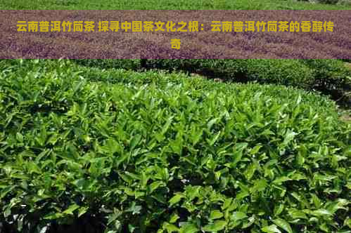 云南普洱竹筒茶 探寻中国茶文化之根：云南普洱竹筒茶的香醇传奇