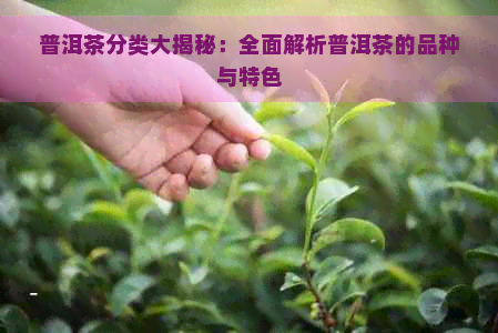 普洱茶分类大揭秘：全面解析普洱茶的品种与特色