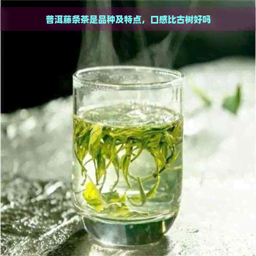 普洱藤条茶是品种及特点，口感比古树好吗