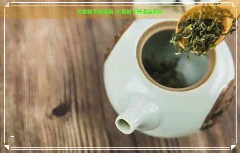 大青树下普洱茶-大青树下普洱茶图片