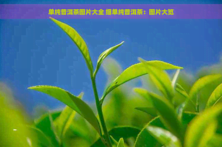 单纯普洱茶图片大全 细单纯普洱茶：图片大览