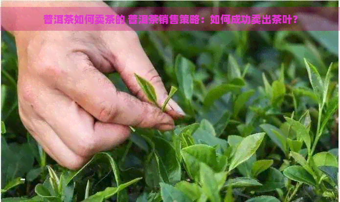 普洱茶如何卖茶的 普洱茶销售策略：如何成功卖出茶叶？