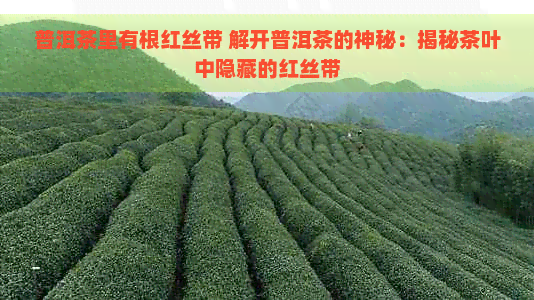 普洱茶里有根红丝带 解开普洱茶的神秘：揭秘茶叶中隐藏的红丝带