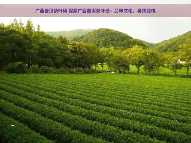 广西普洱茶叶场 探索广西普洱茶叶场：品味文化，寻找商机