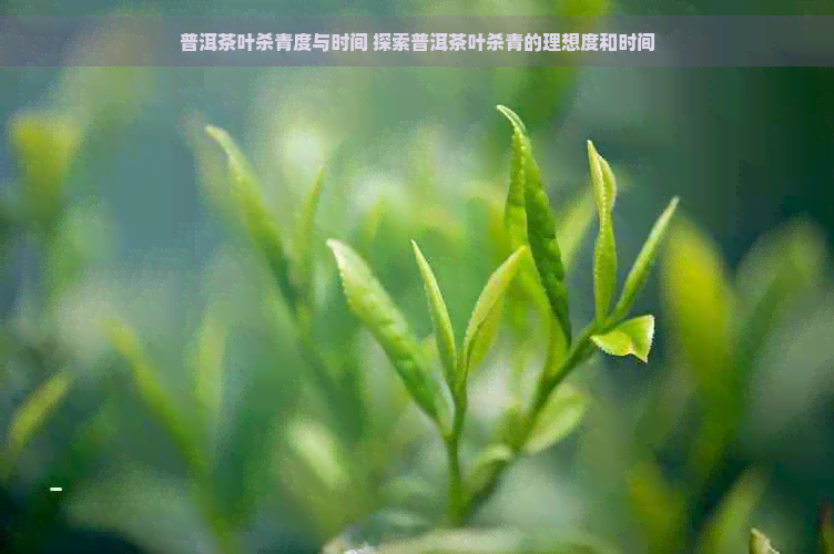 普洱茶叶杀青度与时间 探索普洱茶叶杀青的理想度和时间