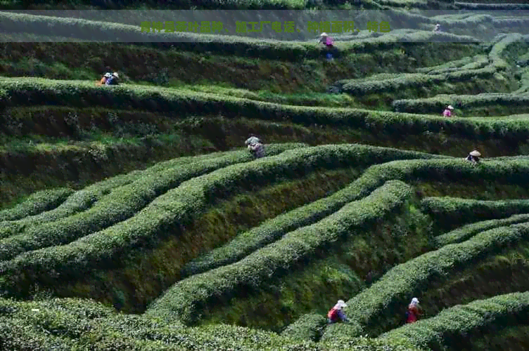 青神县茶叶品种、加工厂电话、种植面积、特色