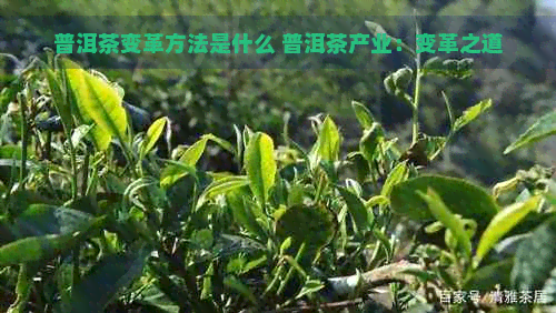 普洱茶变革方法是什么 普洱茶产业：变革之道