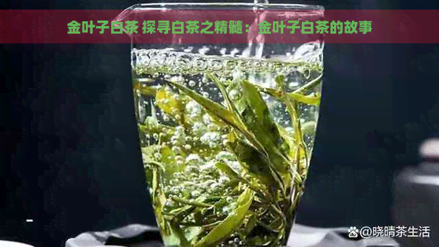 金叶子白茶 探寻白茶之精髓：金叶子白茶的故事