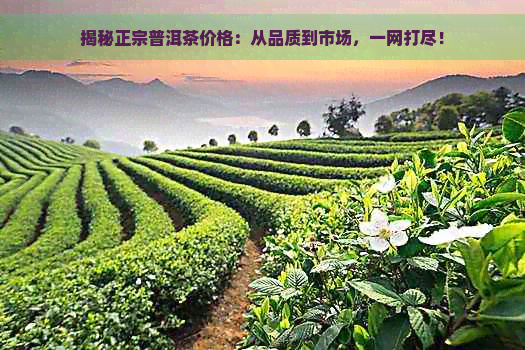 揭秘正宗普洱茶价格：从品质到市场，一网打尽！