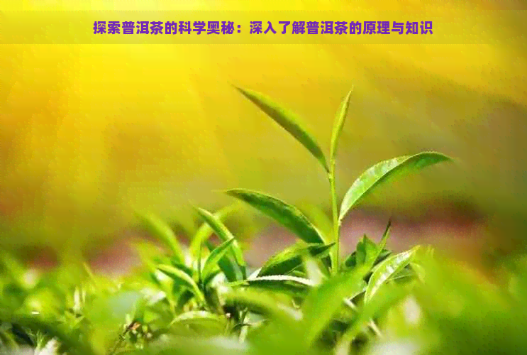 探索普洱茶的科学奥秘：深入了解普洱茶的原理与知识