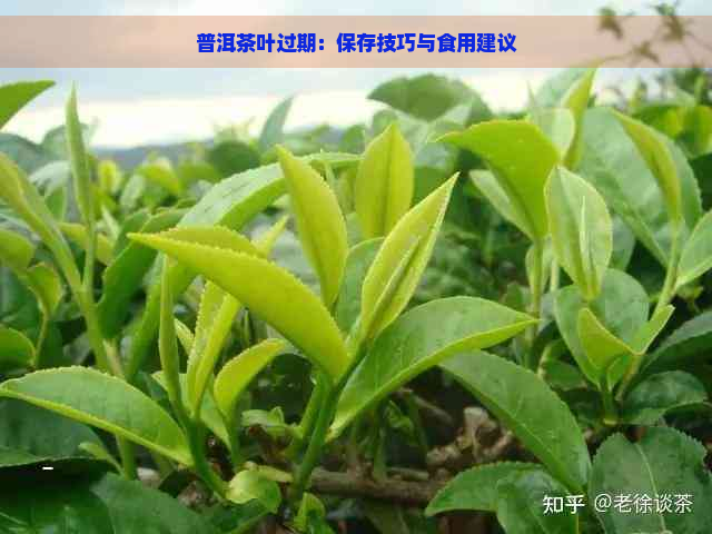 普洱茶叶过期：保存技巧与食用建议