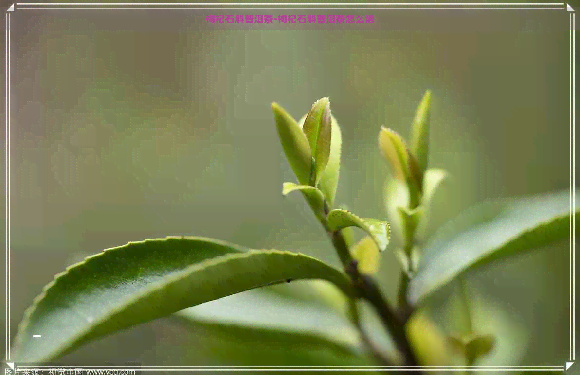 枸杞石斛普洱茶-枸杞石斛普洱茶怎么泡