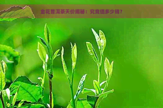 金花普洱茶天价揭秘：究竟值多少钱？