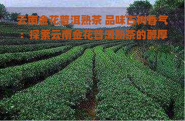 云南金花普洱熟茶 品味古树香气：探索云南金花普洱熟茶的醇厚滋味