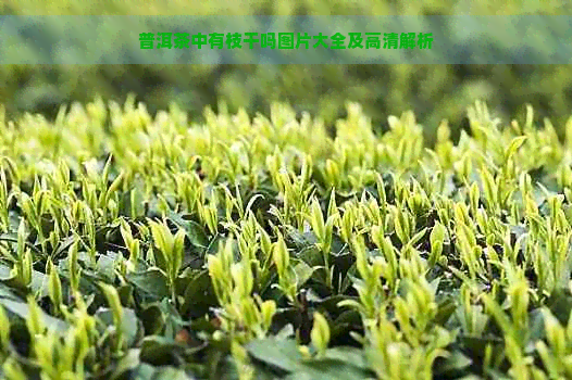 普洱茶中有枝干吗图片大全及高清解析