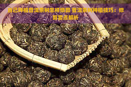 自己种植普洱茶树怎样修剪 普洱茶树种植技巧：修剪要点解析