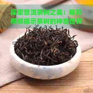 探索普洱茶树之美：精彩视频揭示茶树的神奇世界