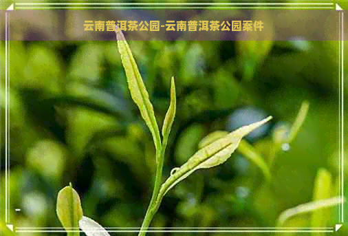 云南普洱茶公园-云南普洱茶公园案件