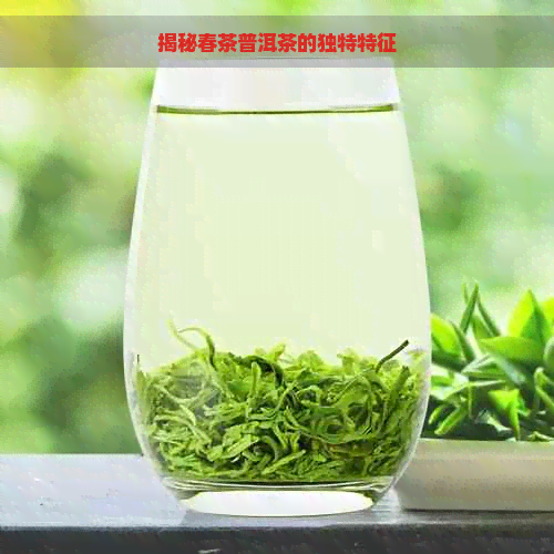 揭秘春茶普洱茶的独特特征