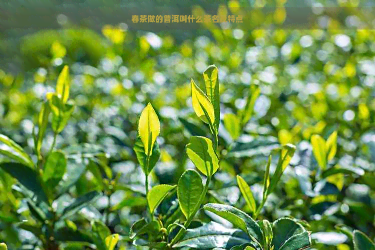 春茶做的普洱叫什么茶名及特点