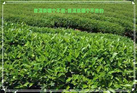 普洱茶哪个不苦-普洱茶哪个不苦的