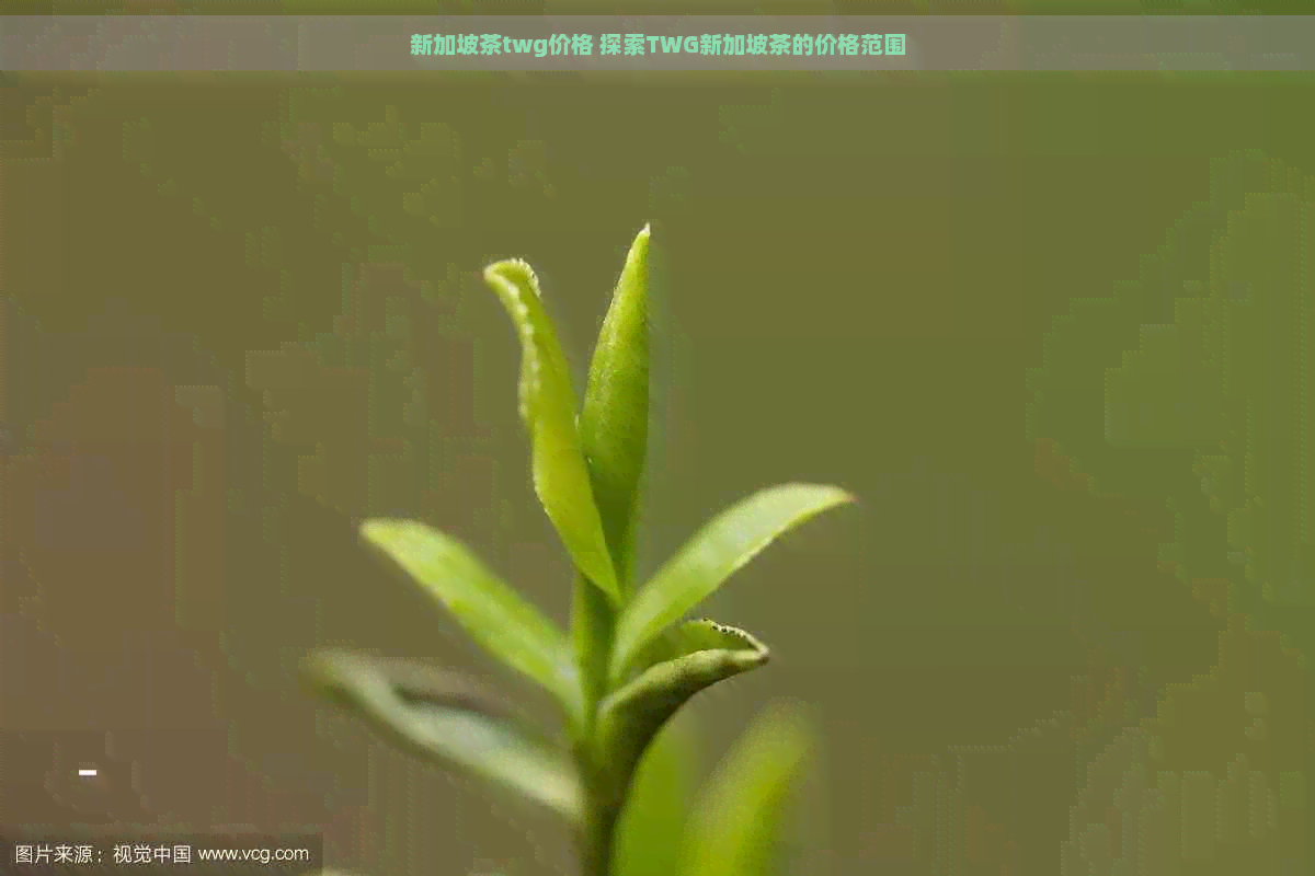 新加坡茶twg价格 探索TWG新加坡茶的价格范围