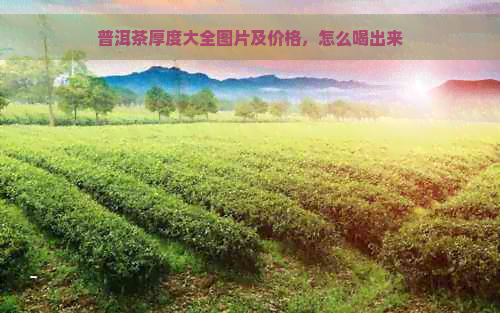 普洱茶厚度大全图片及价格，怎么喝出来