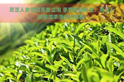 灵芝人参普洱茶怎么泡 享受至臻养生：灵芝人参普洱茶泡法大揭秘！