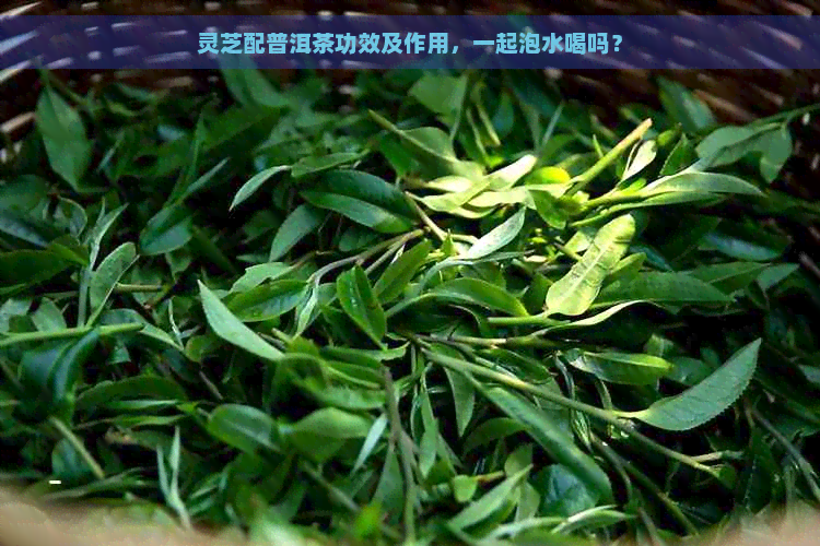 灵芝配普洱茶功效及作用，一起泡水喝吗？