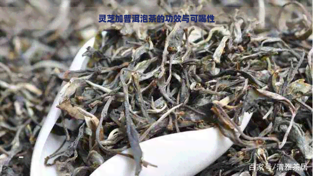 灵芝加普洱泡茶的功效与可喝性