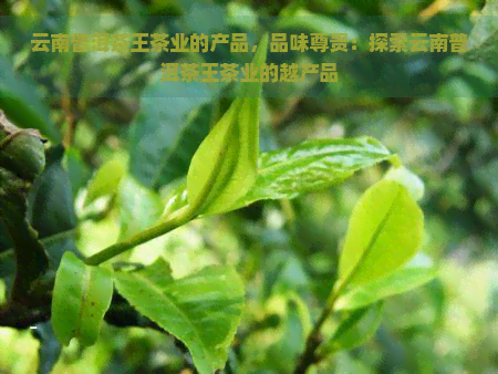 云南普洱茶王茶业的产品，品味尊贵：探索云南普洱茶王茶业的越产品