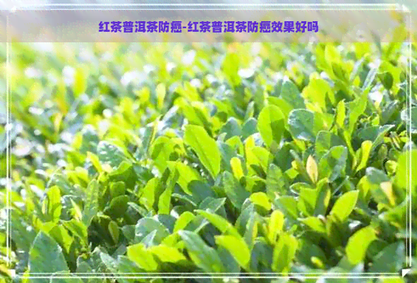 红茶普洱茶防癌-红茶普洱茶防癌效果好吗