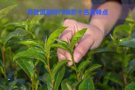 马普洱茶排行榜前十名及特点