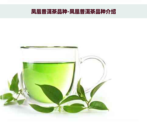 凤凰普洱茶品种-凤凰普洱茶品种介绍