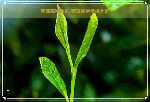 普洱茶量危机-普洱茶量危机分析