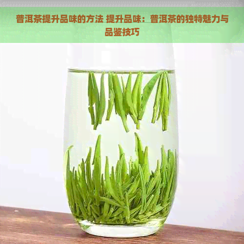 普洱茶提升品味的方法 提升品味：普洱茶的独特魅力与品鉴技巧