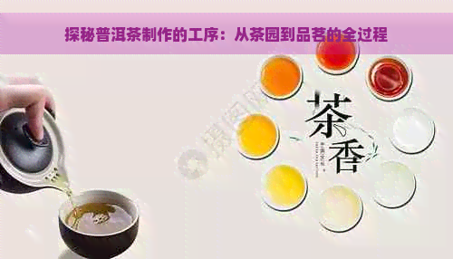 探秘普洱茶制作的工序：从茶园到品茗的全过程